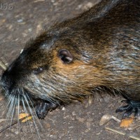 Coypu
